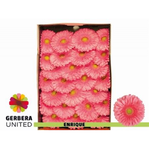 Gerbera Enrique Doos 45cm A1