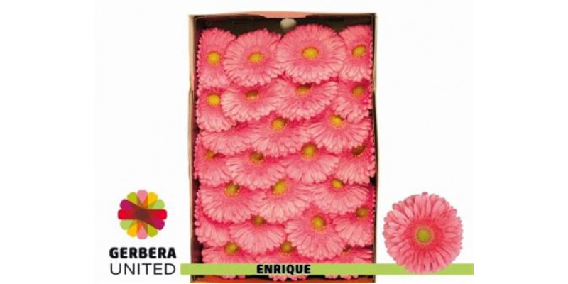 Gerbera Enrique Doos 45cm A1