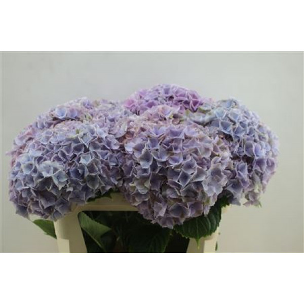 Hydrangea M My Minerva 75cm 75cm A1