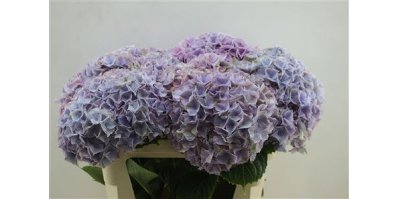 Hydrangea M My Minerva 75cm 75cm A1