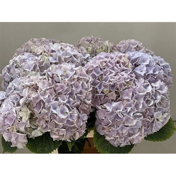 Hydrangea M My Minerva 60cm 60cm A1