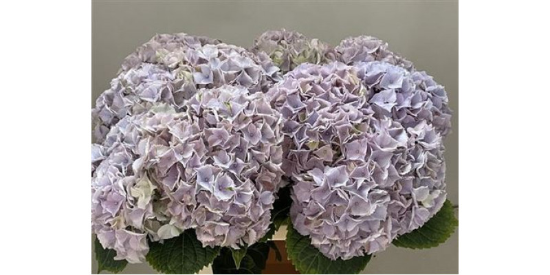 Hydrangea M My Minerva 60cm 60cm A1