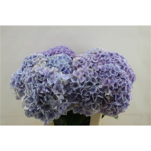 Hydrangea M My Minerva 60cm 60cm A1