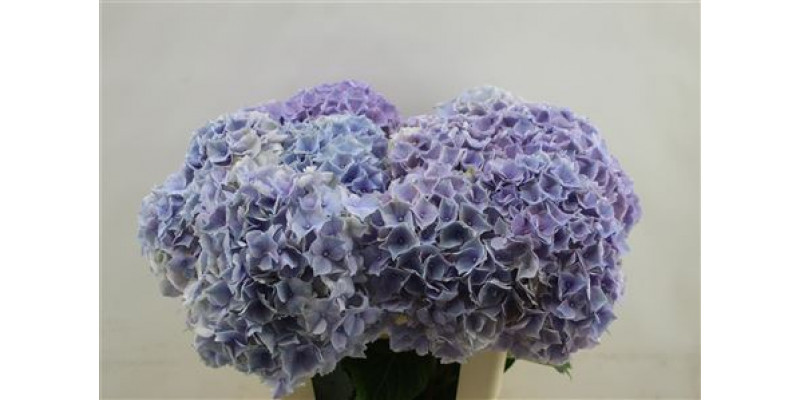 Hydrangea M My Minerva 60cm 60cm A1