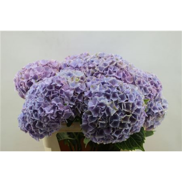 Hydrangea M My Minerva 75cm 75cm A1