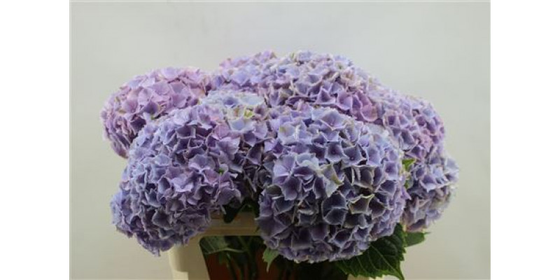 Hydrangea M My Minerva 75cm 75cm A1