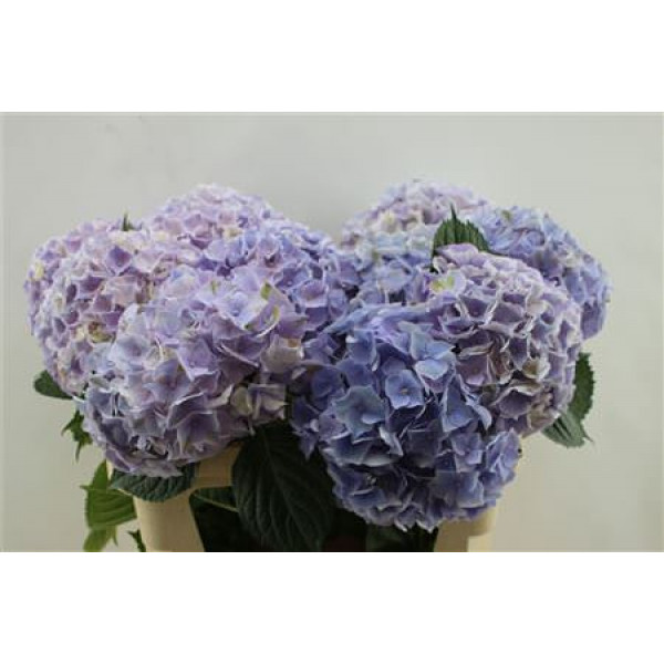 Hydrangea M My Minerva  75cm A1