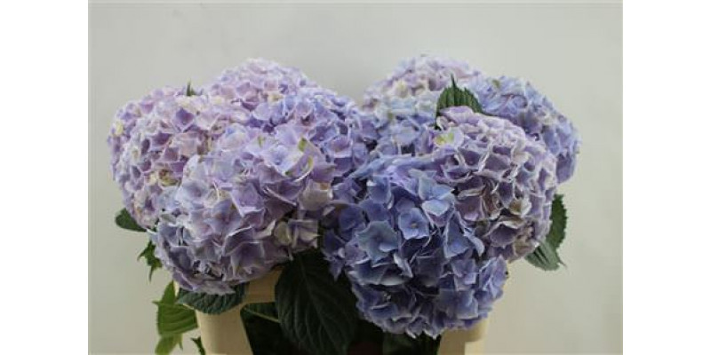 Hydrangea M My Minerva  75cm A1