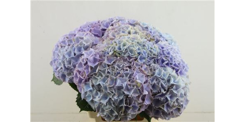 Hydrangea M Minerva 60-20 60 cm A1