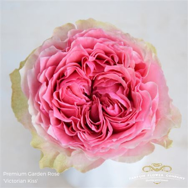 Rose Gr Garden Victorian Kiss 60cm A1