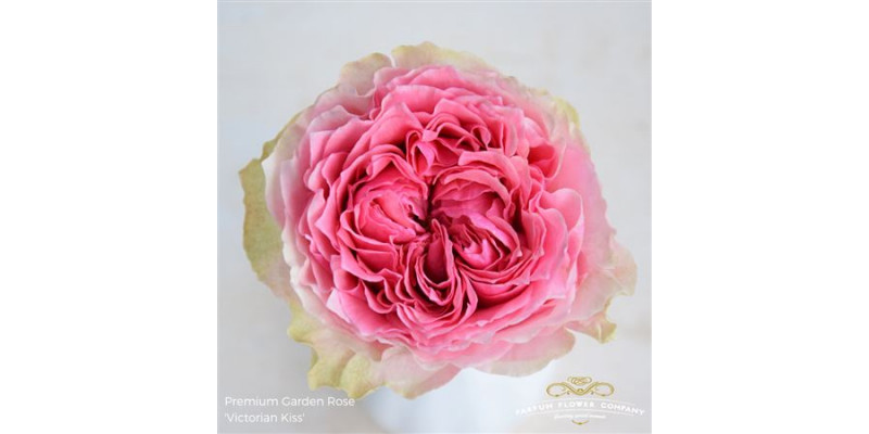 Rose Gr Garden Victorian Kiss 60cm A1