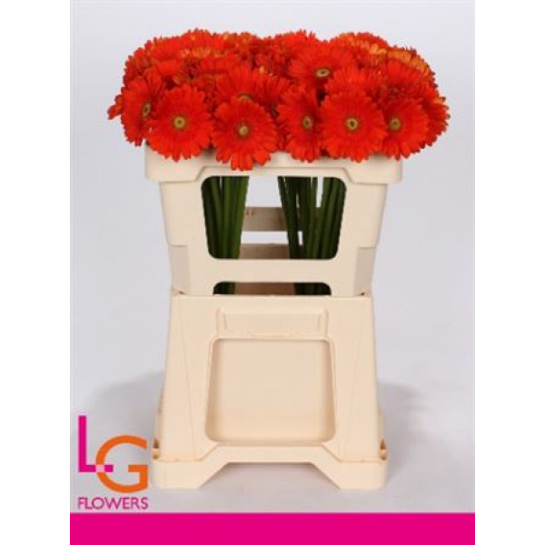 Germini Henry 50 A1Orange