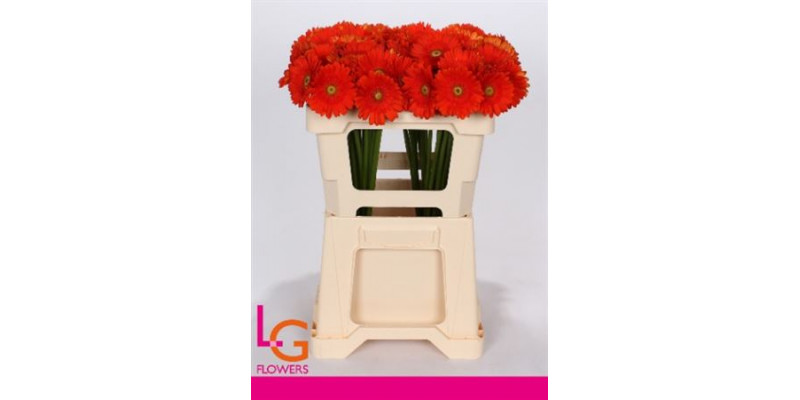 Germini Henry 50 A1Orange