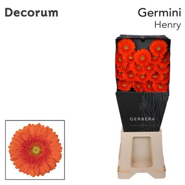 Germini Henry Diamond 47cm A1