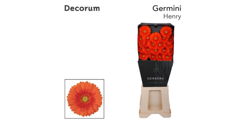 Germini Henry Diamond 47cm A1