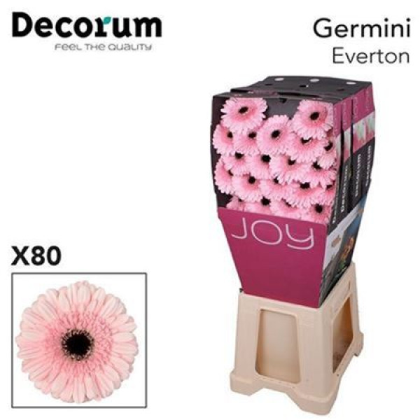 Germini Everton Diamond 47cm A1