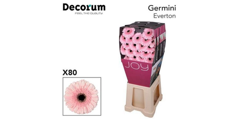 Germini Everton Diamond 47cm A1