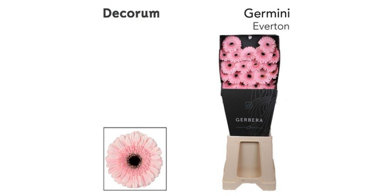 Germini Everton Diamond 47cm A1