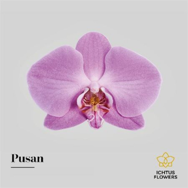 Orchid Phal Pusan Bloem 25 Bloemen  A1