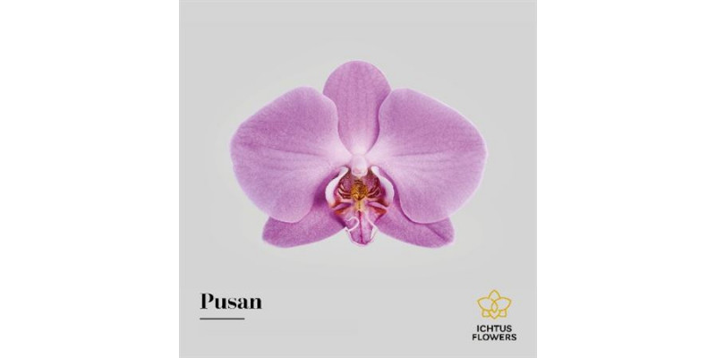 Orchid Phal Pusan Bloem 25 Bloemen  A1