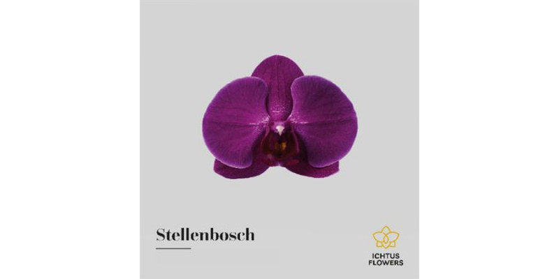 Orchid Phal Stellenbosch Bloem 25 Bloemen  A1