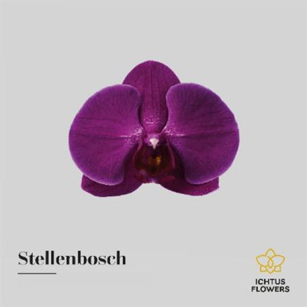 Orchid Phal Stellenbosch Bloem 25 Bloemen  A1