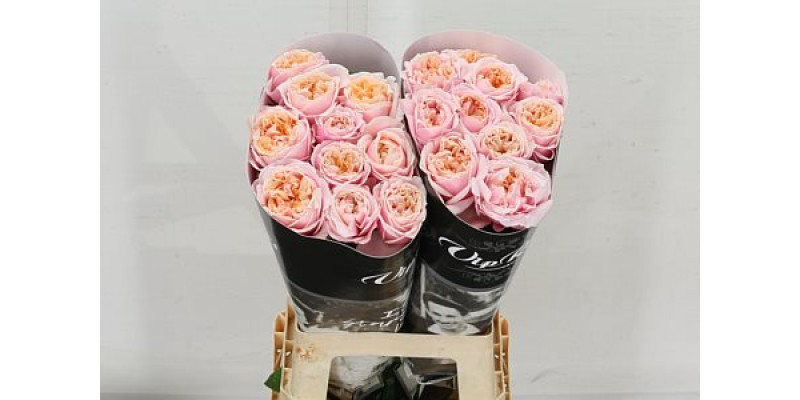 Rose Gr Vip Notting Hill 70cm A1