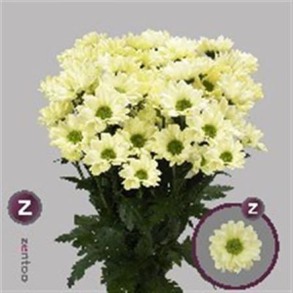 Chrysanthemums T Chic Cream 70cm A1 Col-Cream