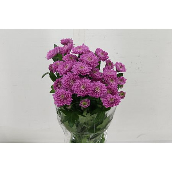 Chrysanthemums T Anquetil Dark 70cm A1