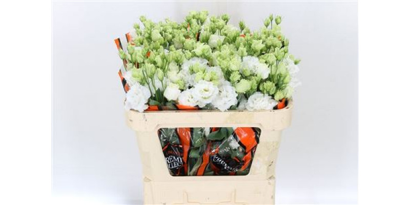 Lisianthus G Celebrich Whit 72cm A1 Col-White