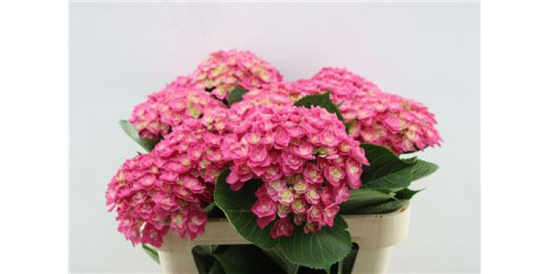 Hydrangea M Roy Kiss 70cm 70cm A1