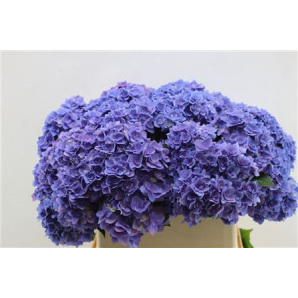 Hydrangea M Roy Kiss Purle 80cm 80cm A1