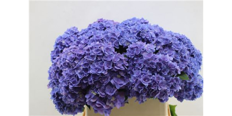 Hydrangea M Roy Kiss Purle 80cm 80cm A1