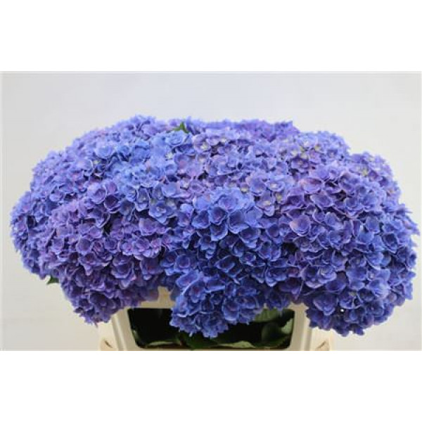 Hydrangea M Roy Kiss Purple  65cm A1