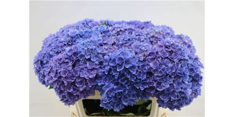 Hydrangea M Roy Kiss Purple  65cm A1