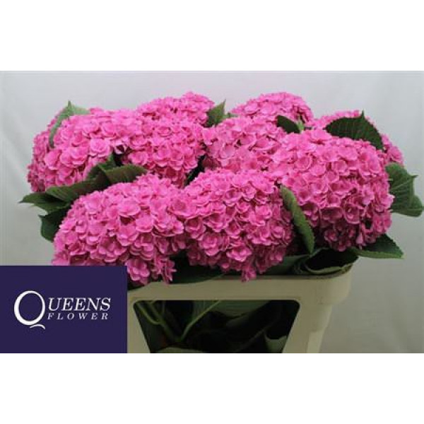 Hydrangea M Roy Kiss Pink 70-20 70cm A1