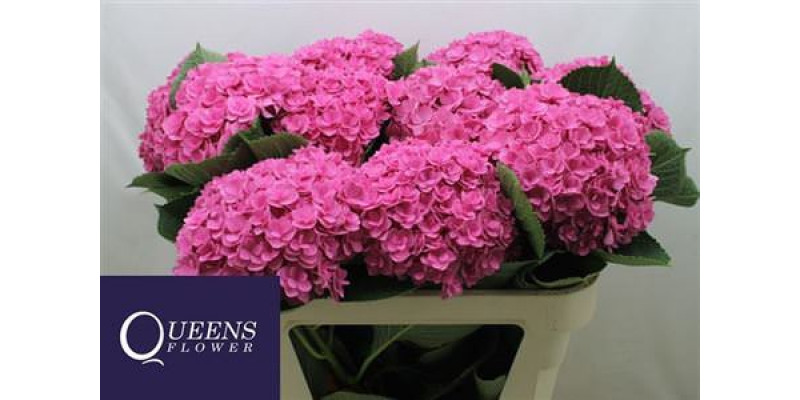 Hydrangea M Roy Kiss Pink 70-20 70cm A1