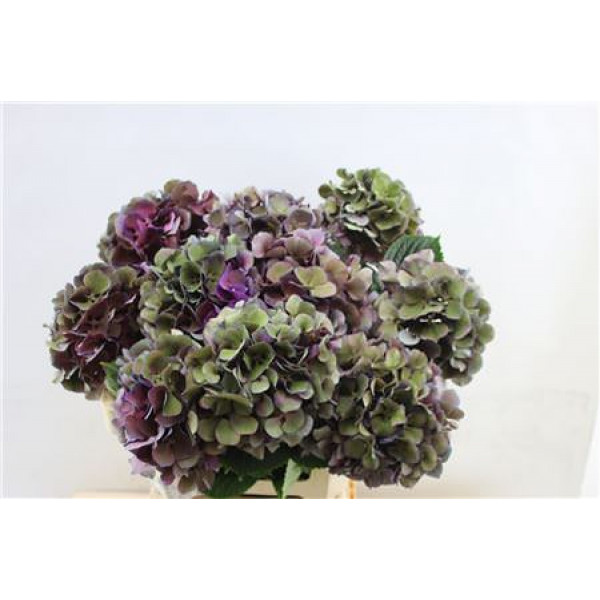 Hydrangea M San Tropez Cl 60cm 60cm A1