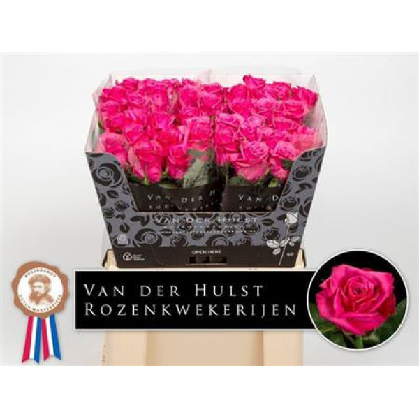 Rose Gr Kiss Me Kate 60cm  Col-Cerise