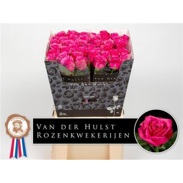 Rose Gr Kiss Me Kate 70cm  Col-Cerise