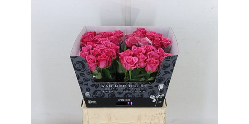 Rose Gr Kiss Me Kate 60cm A1