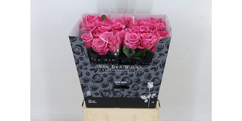 Rose Gr Kiss Me Kate 70cm A1