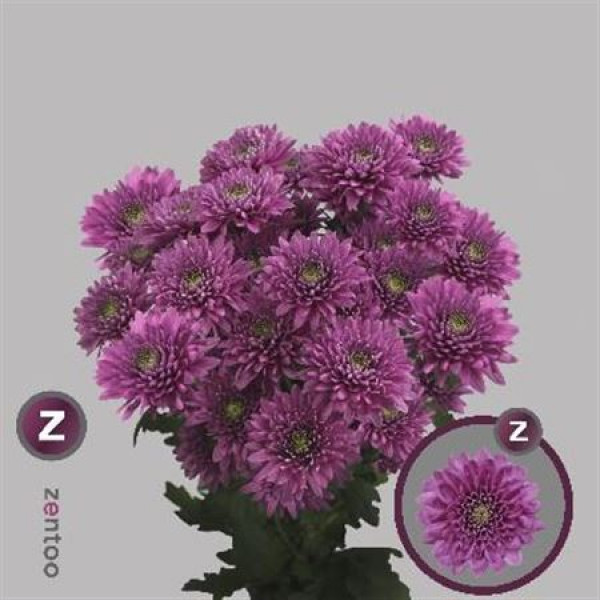 Chrysanthemums T Romance Purple 70cm A1