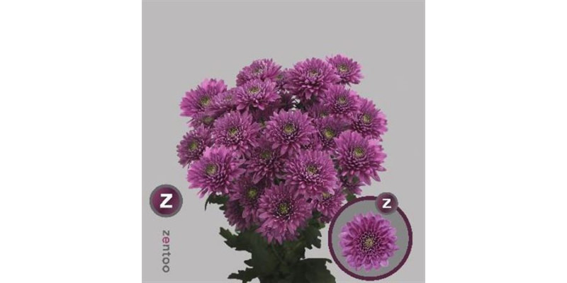 Chrysanthemums T Romance Purple 70cm A1