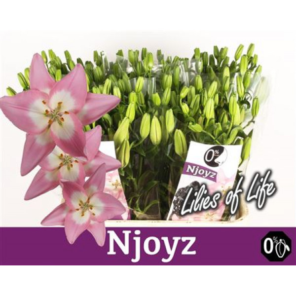 Lillys La Njoyz 4Plus 75cm A1