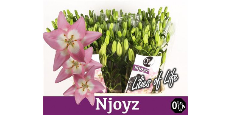 Lillys La Njoyz 4Plus 75cm A1