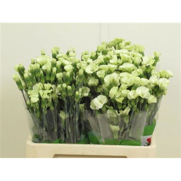 Dianthus Solo Bern 65cm A1 Col-Light Green