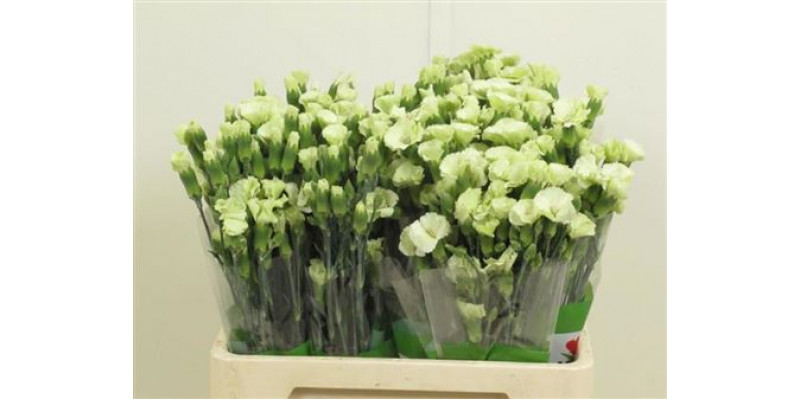 Dianthus Solo Bern 65cm A1 Col-Light Green