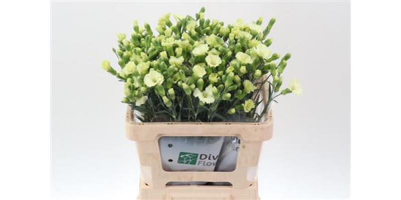 Dianthus Solomio Bern 60cm A1