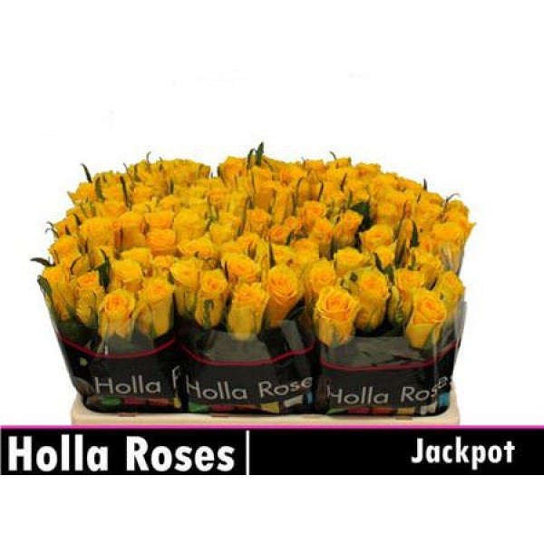 Rose Gr Jackpot+ 60cm A1 Col-Yellow
